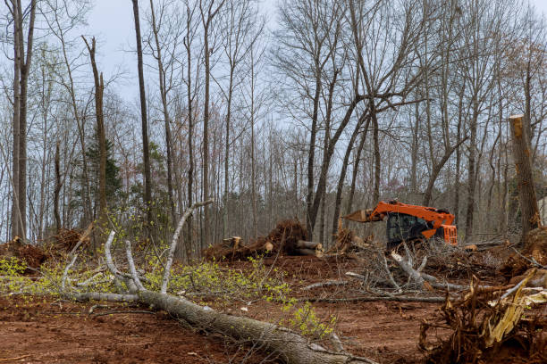 Best Tree Preservation Services  in Marshallville, GA